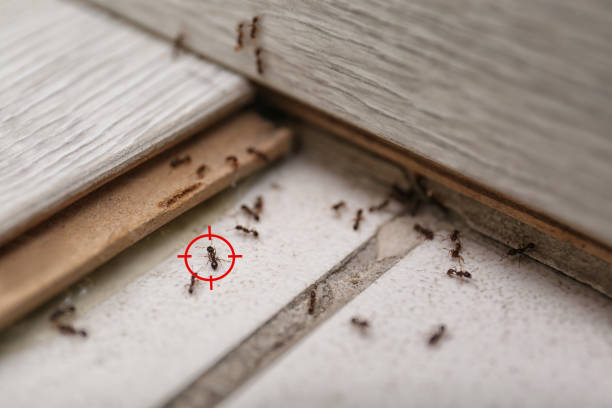 Best Best Pest Control Companies  in Braddock Heights, MD