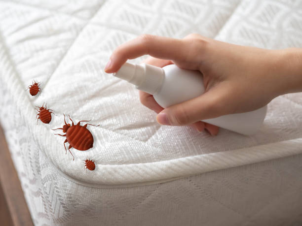 Professional Pest Control in Braddock Heights, MD