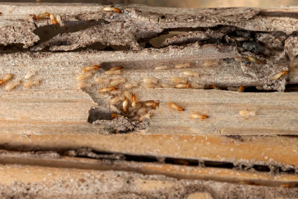 Insect Control in Braddock Heights, MD