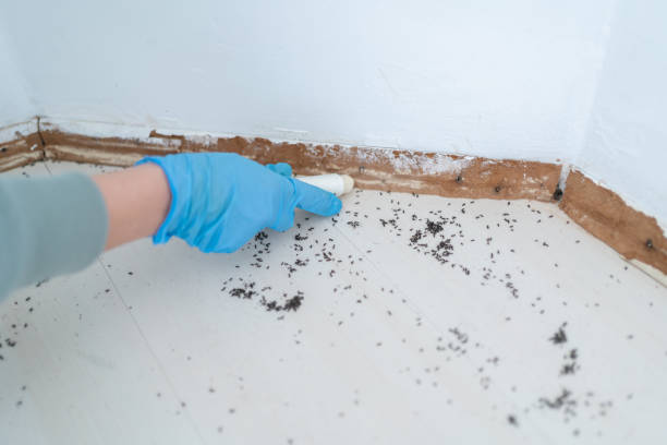 Best Wasp Removal Services  in Braddock Heights, MD